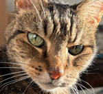 In Loving Memory of Ziggy